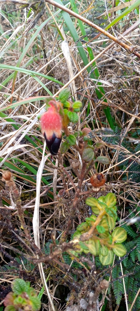 Brachyotum rotundifolium