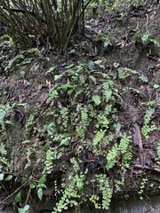 Mickelopteris cordata