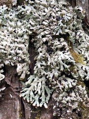 Menegazzia subsimilis