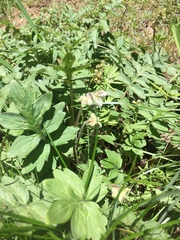 Hydrophyllum occidentale