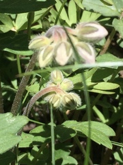 Hydrophyllum occidentale
