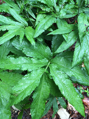 Cardamine heptaphylla
