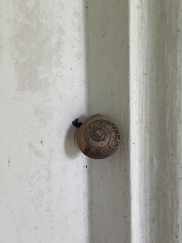 Bradybaena similaris observed 2024-09-20