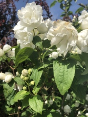 Philadelphus × virginalis