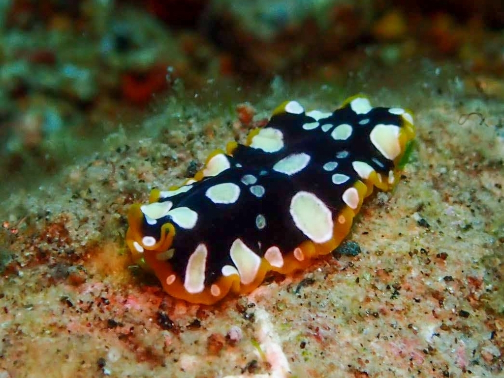 Brilliant Flatworm