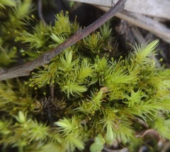 False Sea Onion (Sphaerocephalus)