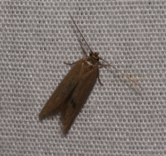 Holcocera immaculella