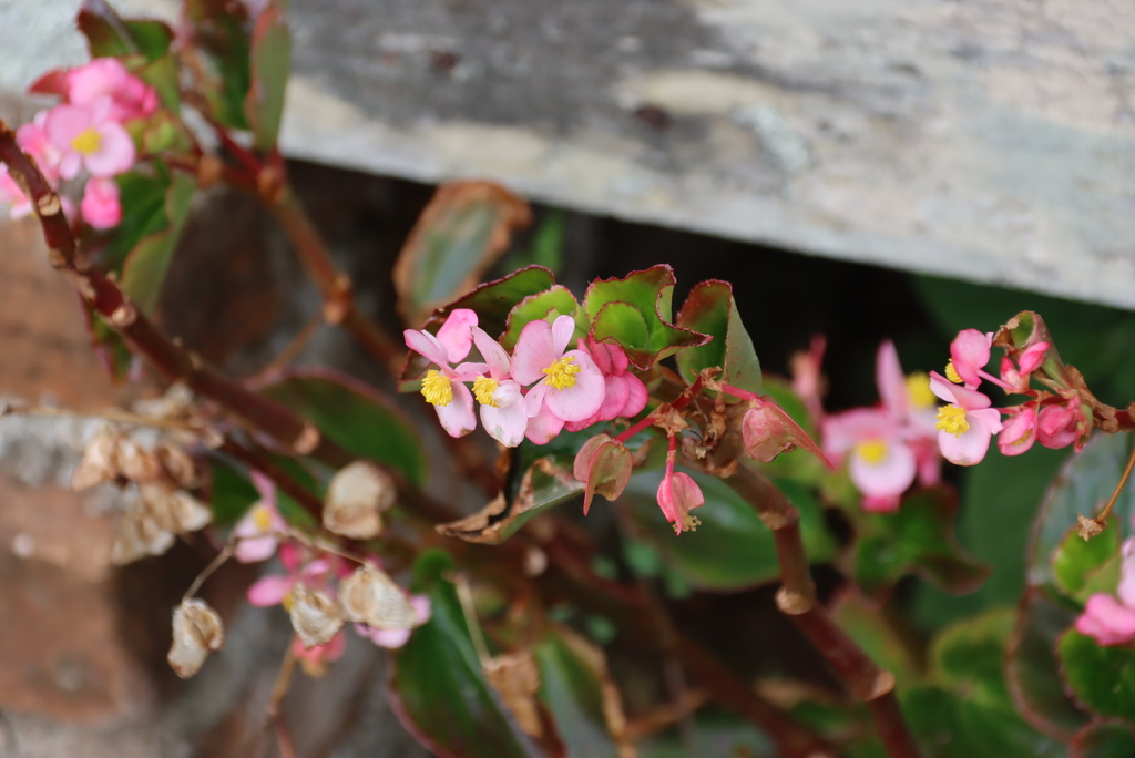 Begonia × semperflorens-cultorum