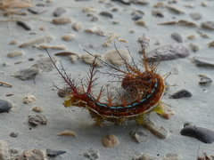 Automeris larra
