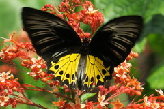 Troides helena cerberus