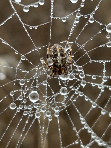 Arabesque Orbweaver photo 5