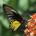 Common Birdwing - Photo (c) Soh Kam Yung, some rights reserved (CC BY-NC), uploaded by Soh Kam Yung