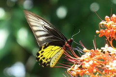 Troides helena cerberus