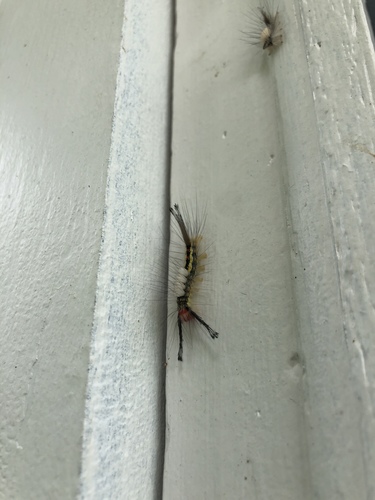 White-marked tussock moth