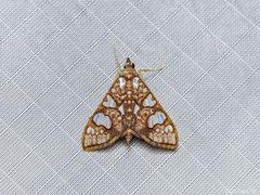 Glyphodes canthusalis