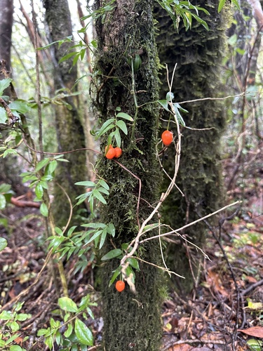 Image of Luzuriaga radicans by (c) nitsuga74, some rights reserved (CC BY)