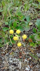 Bupleurum americanum