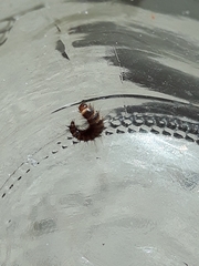 Bostrichoidea
