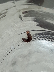 Bostrichoidea