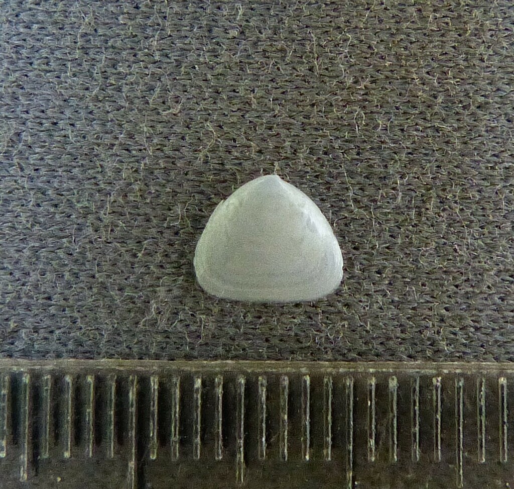 Ceratobornia