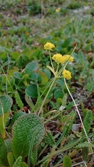 Bupleurum americanum