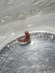 Bostrichoidea