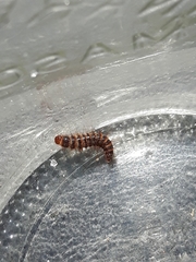 Bostrichoidea