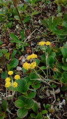 Bupleurum americanum