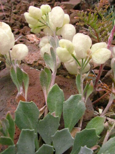 Physaria didymocarpa ssp. lyrata