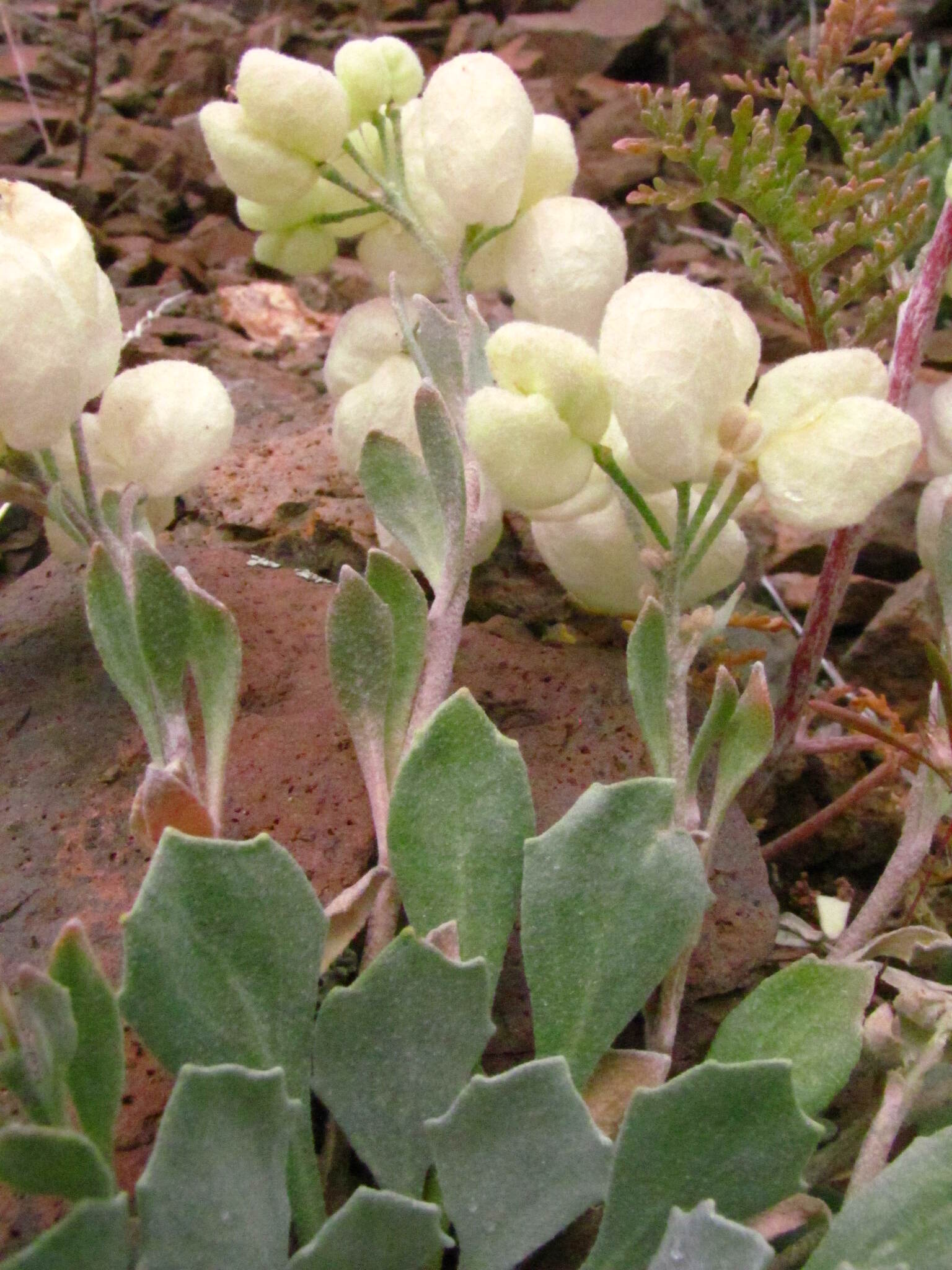 Physaria didymocarpa ssp. lyrata