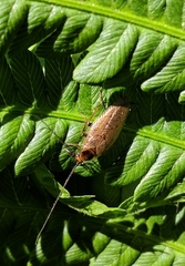 Ectobius lapponicus