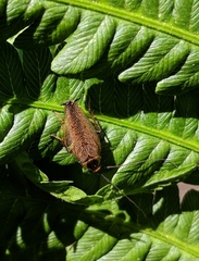 Ectobius lapponicus