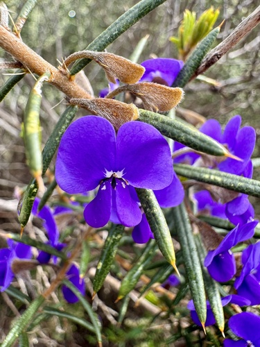 Image of Hovea pungens by (c) pimelea, some rights reserved (CC BY)