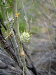 Rhopalomyia utahensis