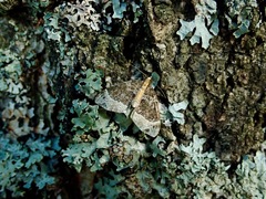 Ecliptopera capitata