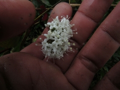 Valeriana triphylla