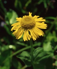 Helenium bolanderi
