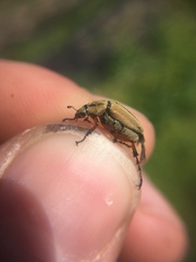 Macrodactylus subspinosus