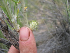 Rhopalomyia utahensis