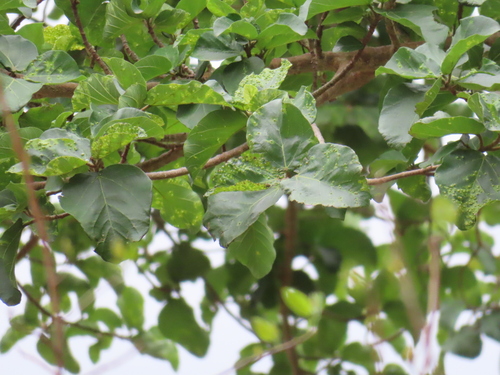 Image of Ficus sycomorus by (c) Jo Roberts, some rights reserved (CC BY)