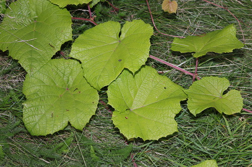 Vitis coignetiae, photograph 2