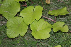 author not stated, no rights reserved Vitis coignetiae, photograph author not stated, no rights reserved