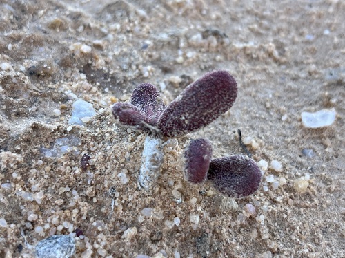 Tylecodon pygmaeus