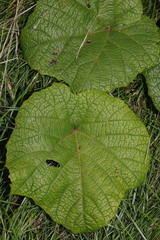 author not stated, no rights reserved Vitis coignetiae, photograph author not stated, no rights reserved