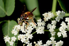 Spilomyia alcimus