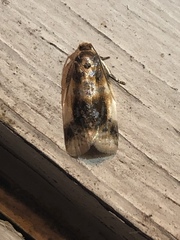 Clepsis melaleucanus