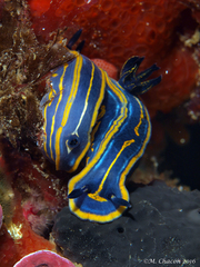 Felimare fontandraui