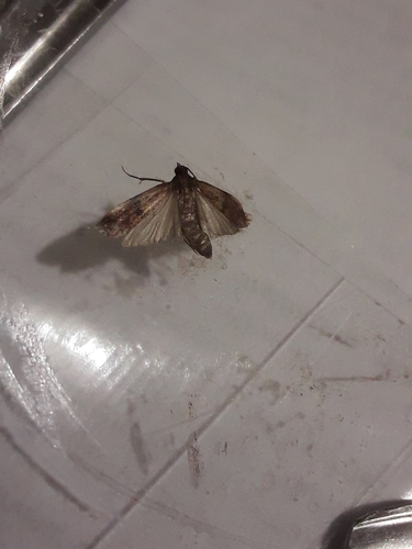 Plodia interpunctella