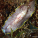 Moseley's Flatworm - Photo (c) whodden, some rights reserved (CC BY-NC), uploaded by whodden