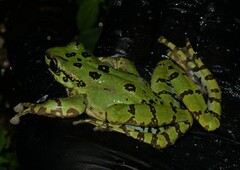 Assam Cascade Frog photo 2